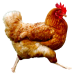 chicken